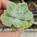 Echeveria pulvinata 葉