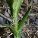 Lithospermum canescens Coajă
