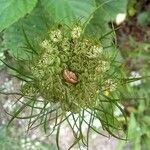 Daucus carotaFlower