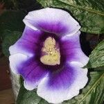 Gloxinia perennis Flower