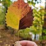 Populus grandidentata Folha