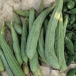 Luffa acutangula Frucht