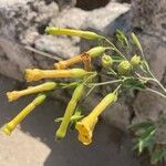 Nicotiana glauca花