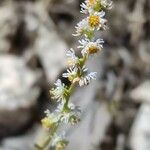 Sesamoides purpurascens Blüte