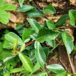 Commiphora madagascariensis Leaf