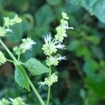 Pogostemon cablin Flower