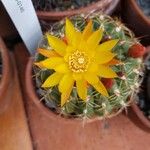 Matucana aureiflora Cvet