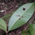 Myrcia decorticans Leaf