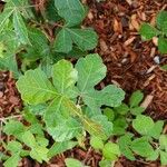 Rhus aromatica Leaf