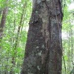 Licaria chrysophylla 樹皮