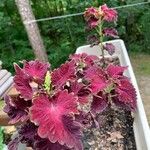 Coleus decurrensFoglia