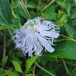 Passiflora incarnata ফুল