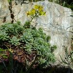 Saxifraga aizoides Blad