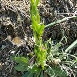 Draba incana Hoja