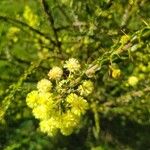 Acacia paradoxa Květ