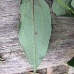 Miconia fragilis Лист