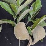 Aspidosperma macrocarpon Leaf