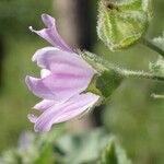 Malva multiflora Květ