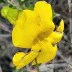 Dolichandra unguis-cati Blüte