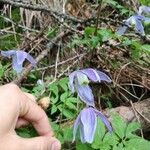 Clematis alpinaFlower