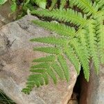 Dryopteris filix-masЛіст