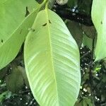 Garcinia mangostana Blad