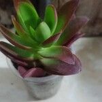 Crassula capitella पत्ता