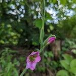 Gladiolus italicusFiore