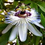 Passiflora caerulea Квітка