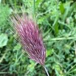 Bromus rubens Fruit