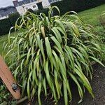 Phormium tenax Habit