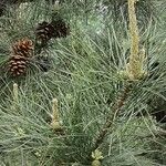 Pinus tabuliformis Feuille