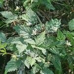 Rubus ursinus 葉