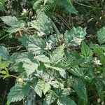 Rubus ursinus Leaf