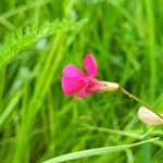 Lathyrus nissolia Blüte