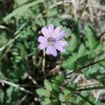 Geranium molleFlower