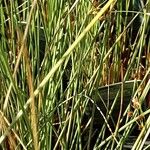Juncus inflexus Leaf
