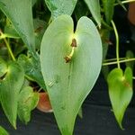 Pleurothallis radula Folha