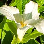 Trillium grandiflorum Flors