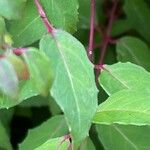 Fuchsia magellanica Листок