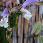 Salvia austriaca Цвят