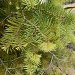 Abies concolor Лист