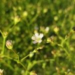Gypsophila muralis Fula