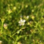 Gypsophila muralis Virág