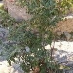 Celtis africana Vivejo