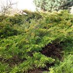 Juniperus sabina ശീലം