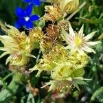 Sempervivum grandiflorum Fleur