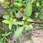 Bidens frondosa 葉