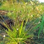 Mesanthemum radicans Leaf