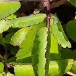 Kalanchoe pinnata Leaf